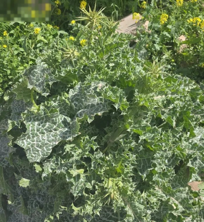 محل للبيع العباسية