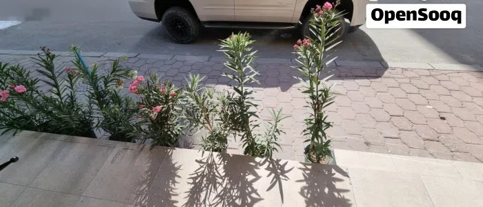 للايجار محل 40 متر مربع بصباح السالم يصلح كوفي بمساحات وجلسات امام المحل