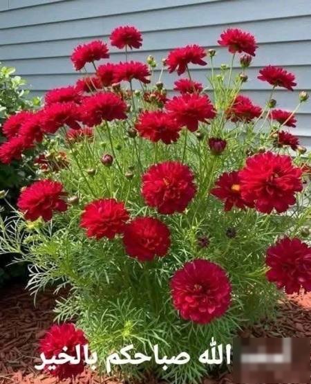 Apartment in New Wafra