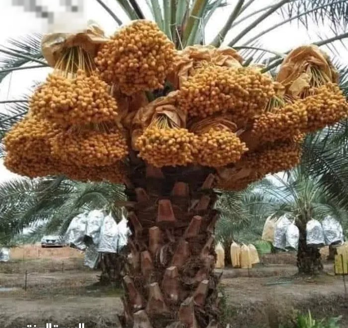 محل مطحنه داخلها بقاله  علا شارع للبيع معا كامل اغراضها ومكاينعا وثلاجاتها بسعر مناسب