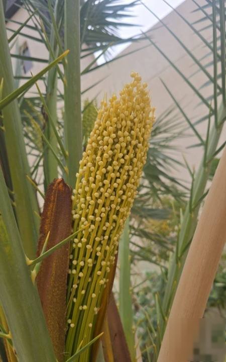 For rent in Al-Wafra Al-Jadida villa two floors and a half