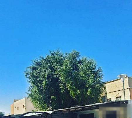 House in East Ahmadi