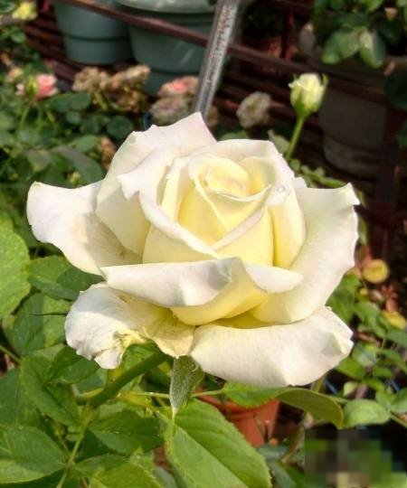 Apartment in Farwaniyah