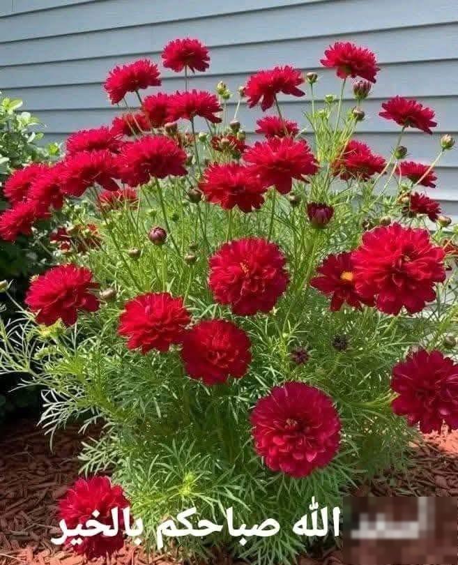 Apartment in New Wafra