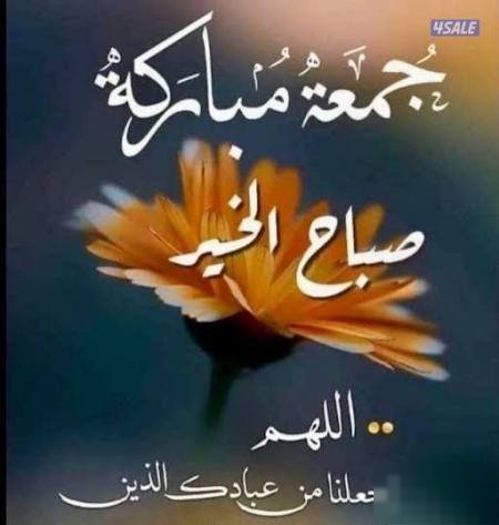 Duplex super deluxe Abu Fatira