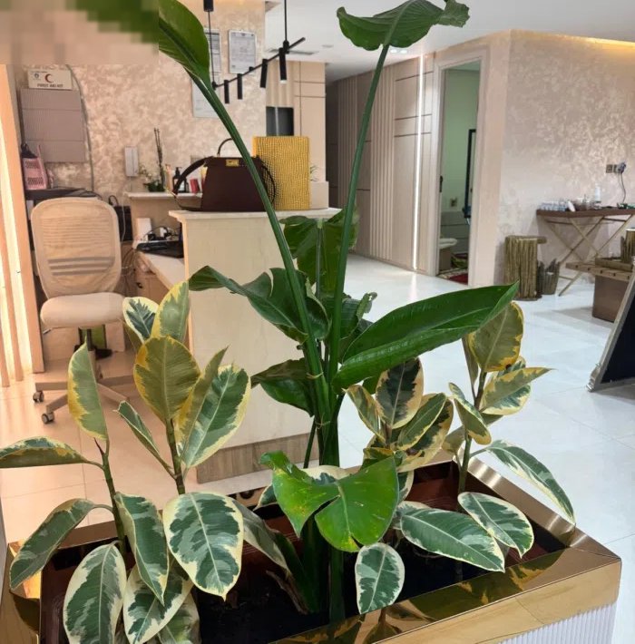 اجار الصالون 2000  مطلوب 25 وقابل للتفاوض جاهز للتسليم معا الرخصه